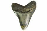 Fossil Megalodon Tooth - North Carolina #145445-1